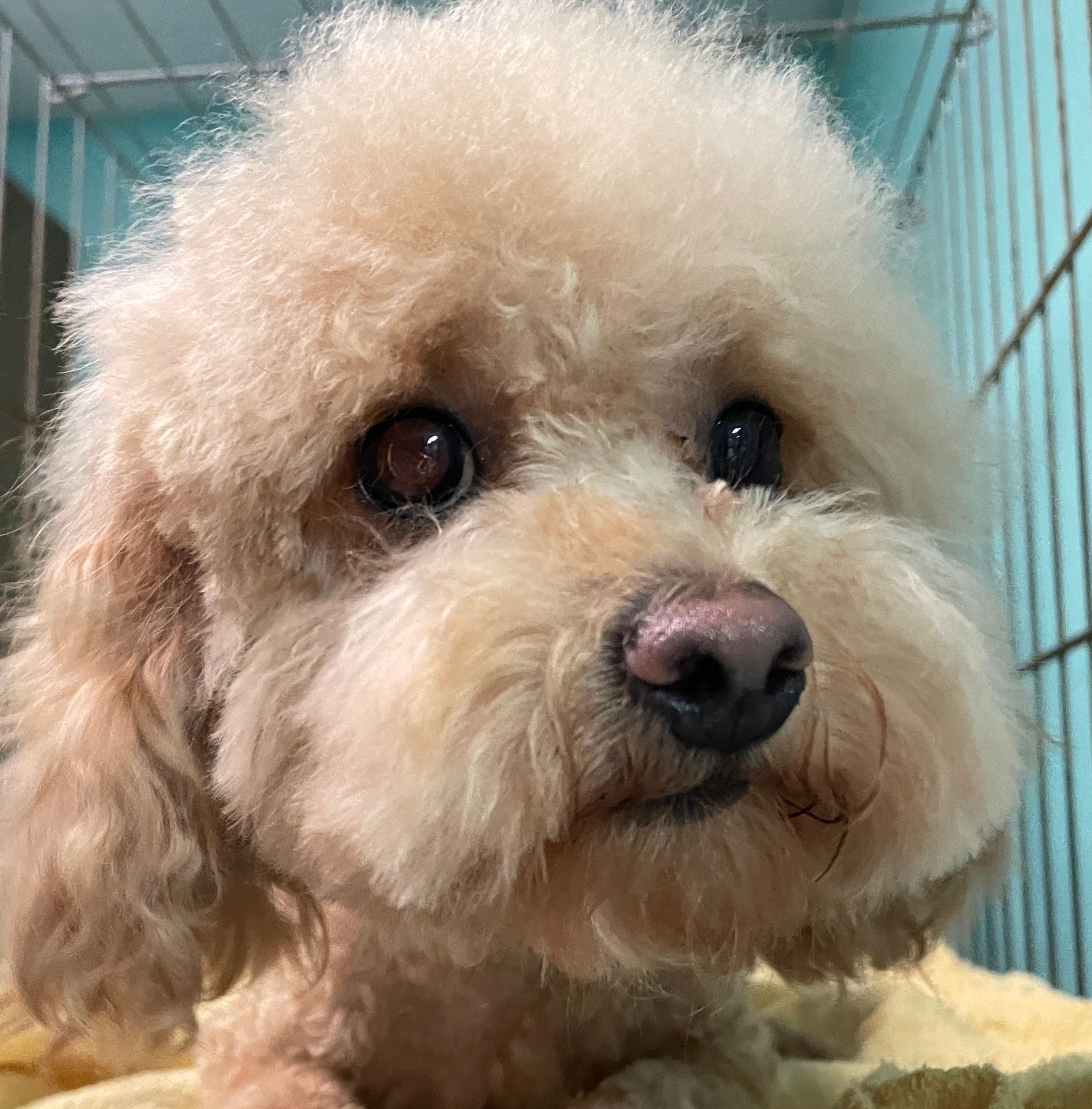 A small poodle is sitting in a cage and looking at the camera.
