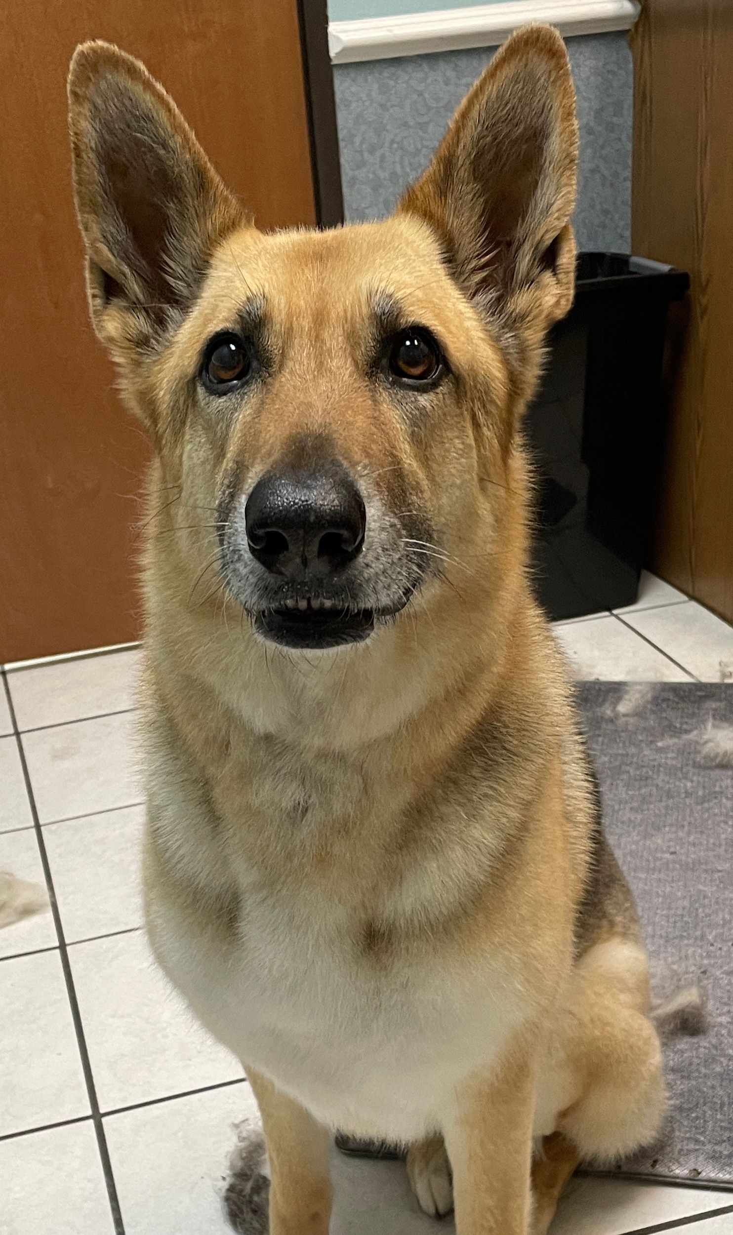A brown dog is sitting on a tiled floor and looking at the camera.