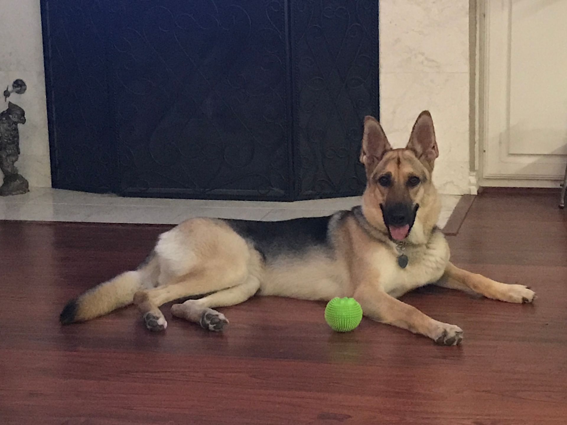 A german shepherd dog is laying on the floor next to a tennis ball.