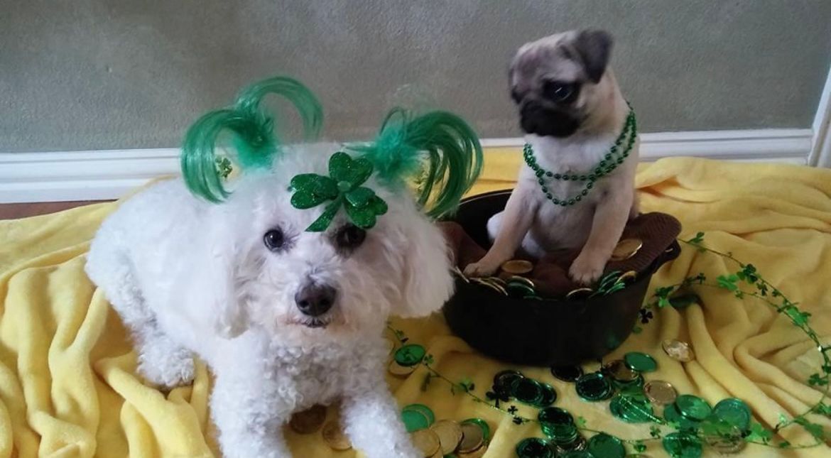 A pug and a poodle are sitting next to each other on a yellow blanket.