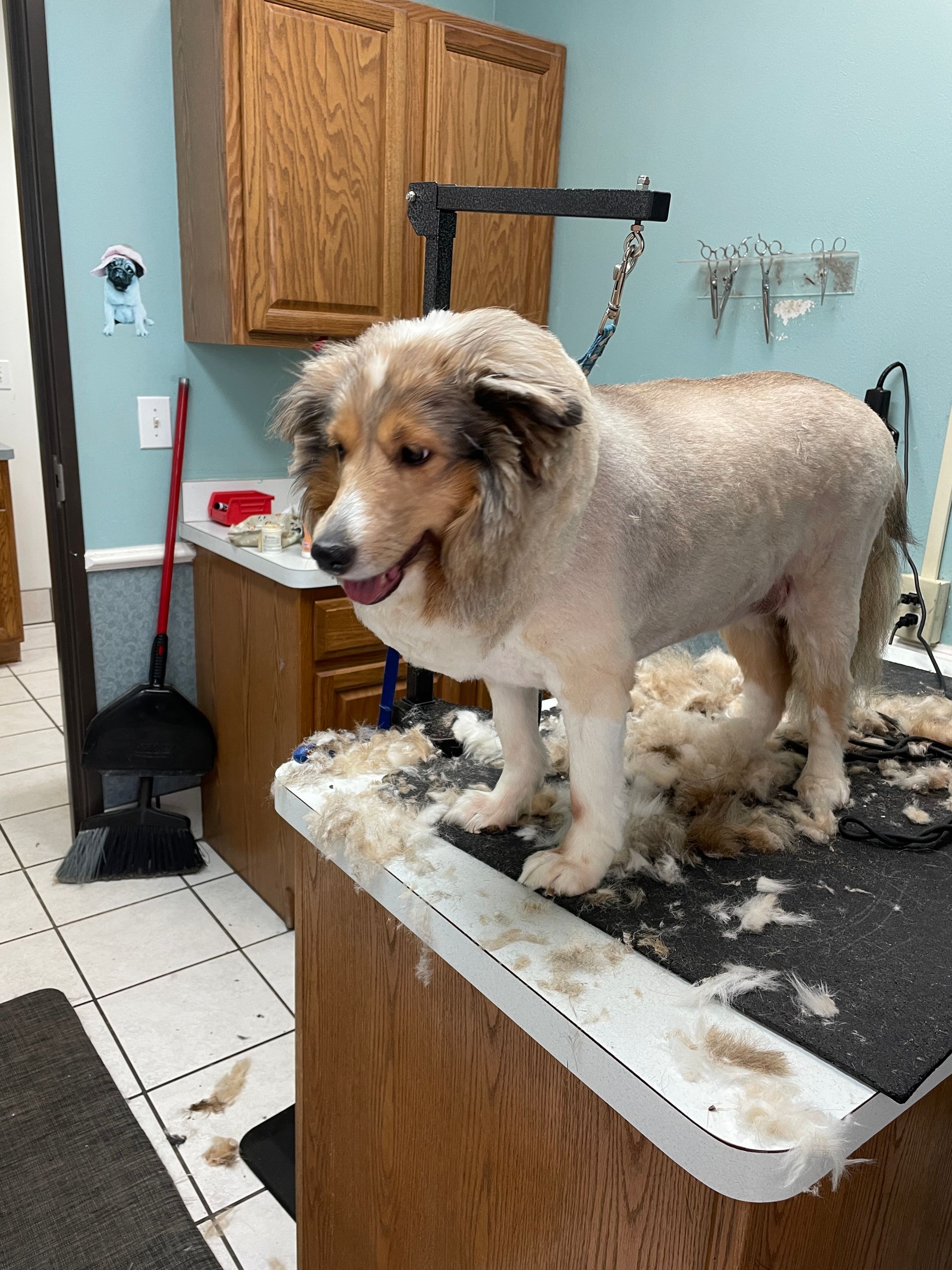 A dog is standing on a table with a lot of hair on it.