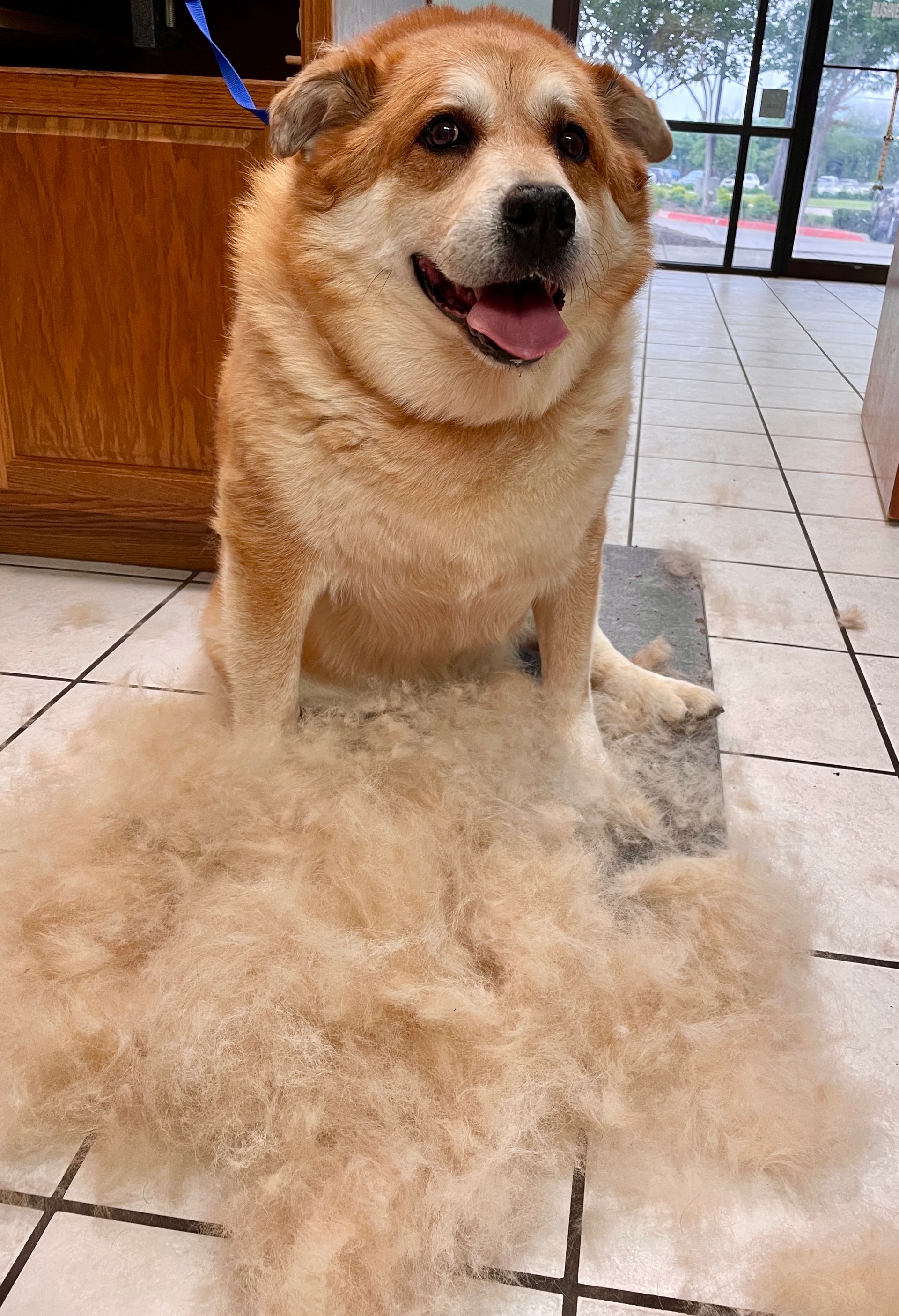 A dog is sitting on a pile of hair on the floor.