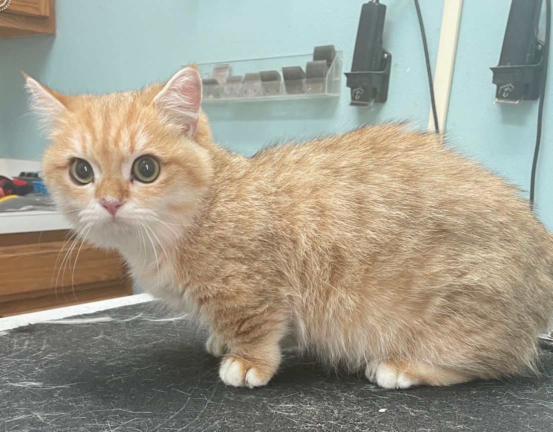 An orange and white cat is sitting on a table looking at the camera.