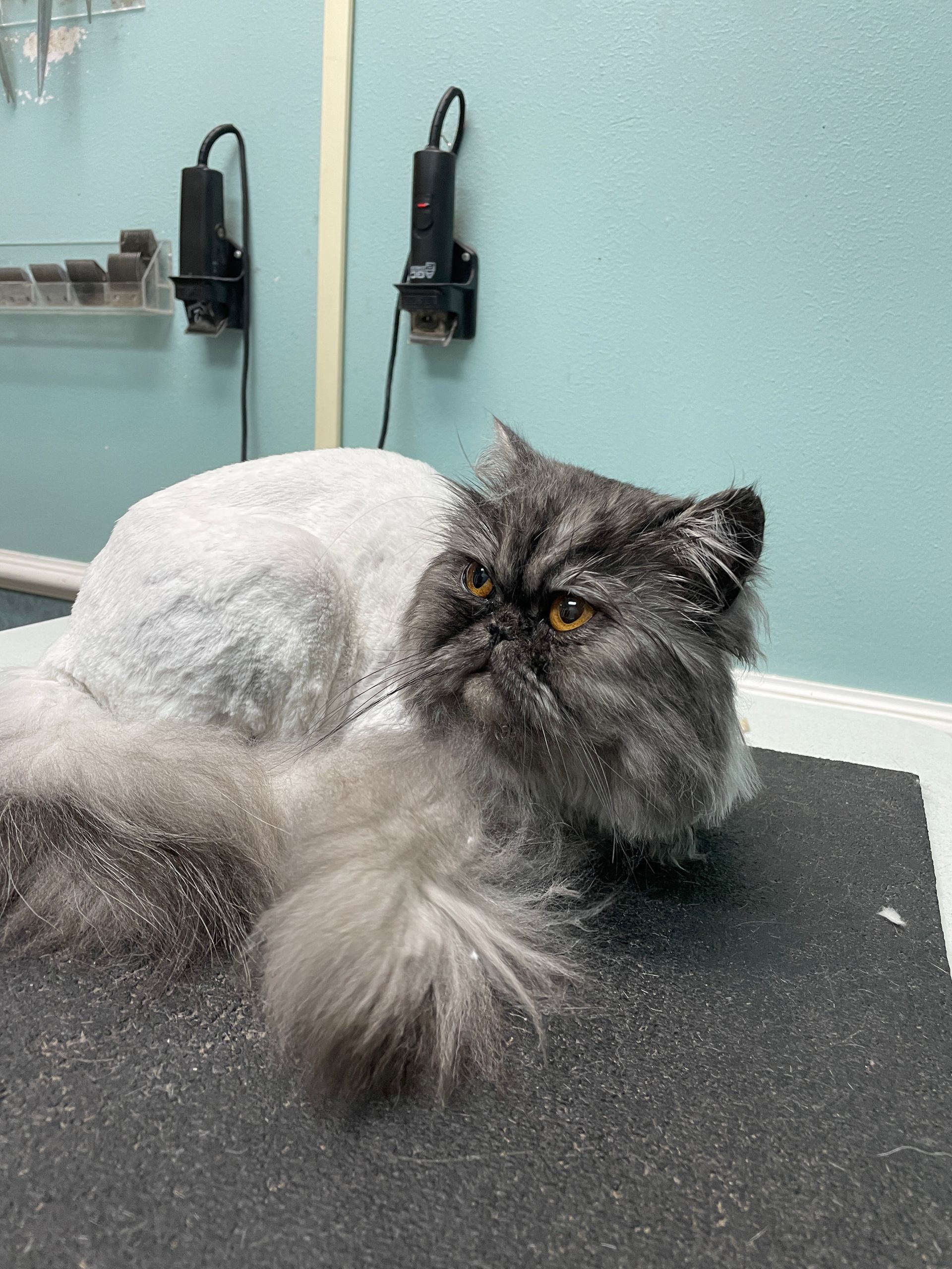 A cat with a shaved head is laying on a mat