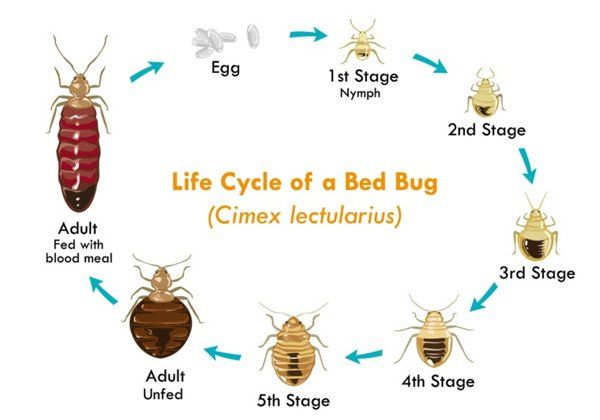 Bed Bug Life Cycle
