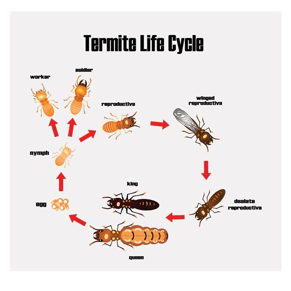 Termite Control and Prevention | Belton, MO