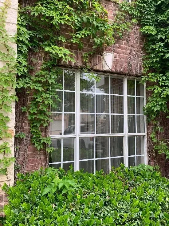 Window with white grid, red brick wall, and green ivy. Green bush in front.