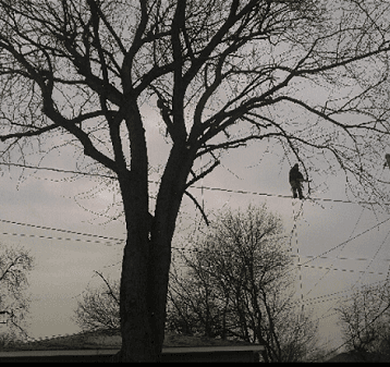 Tree Pruning