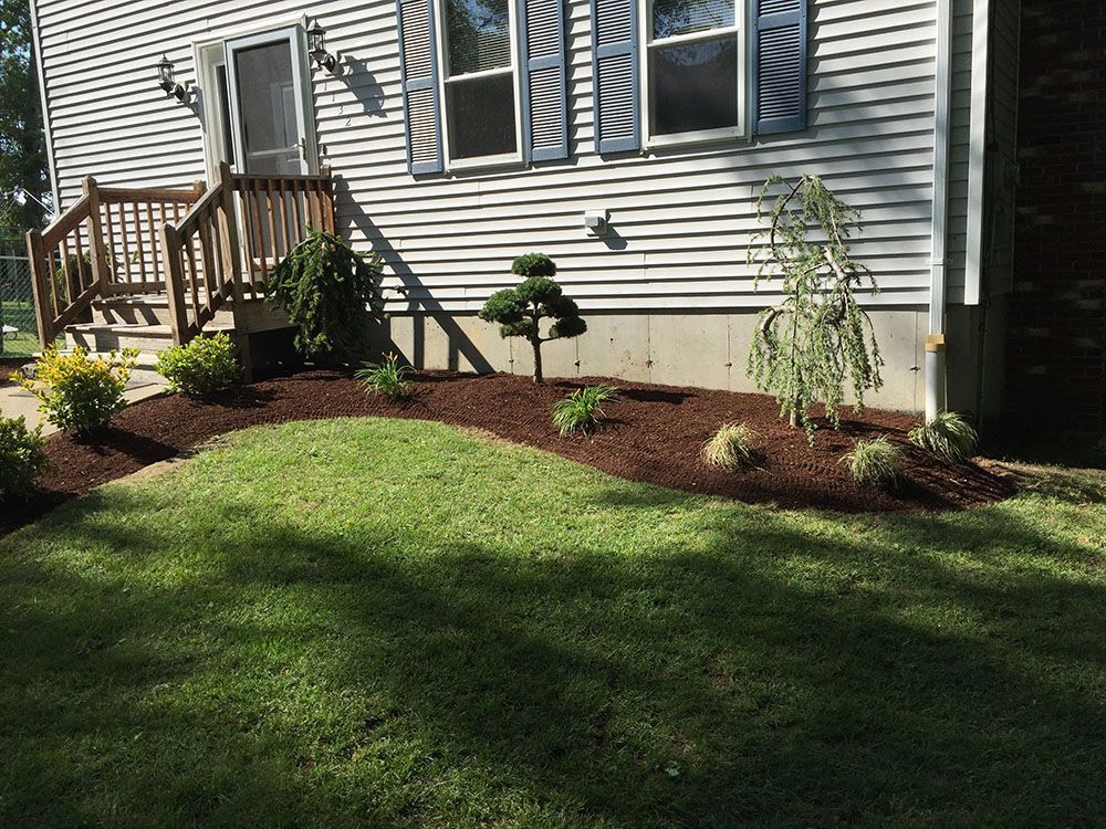 A small tree standing in the middle of a lush green lawn.