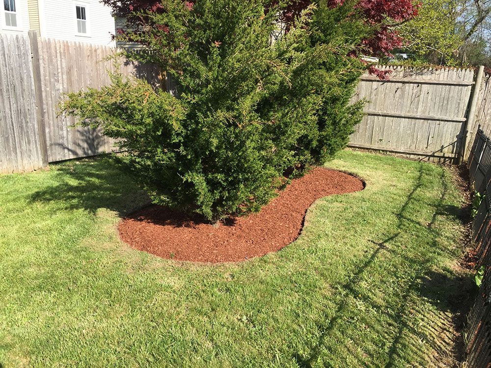 A small tree in a yard with a mulch bed. The tree has green leaves and the mulch bed is neatly arranged around it.