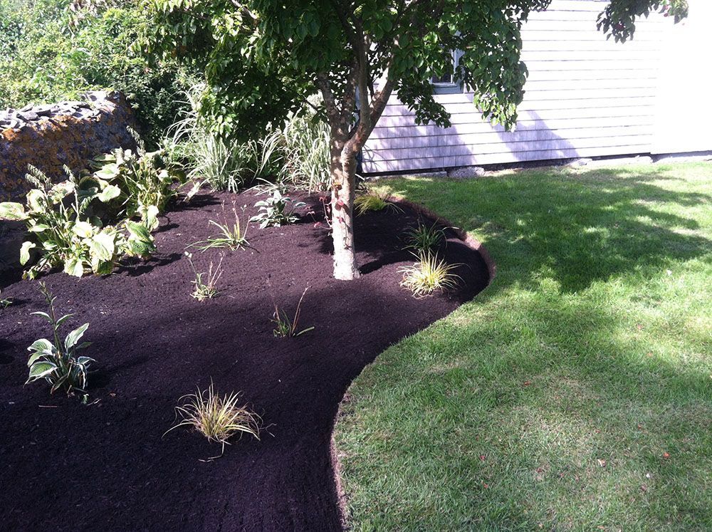 Mulched garden with diverse plant life in the yard.