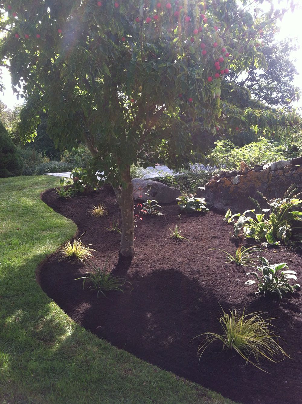 A sunny garden with trees and mulch.