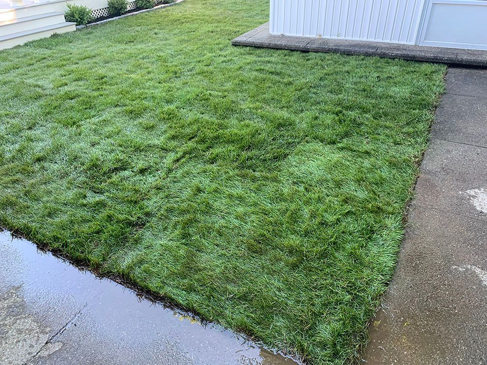 Backyard with grass lawn.