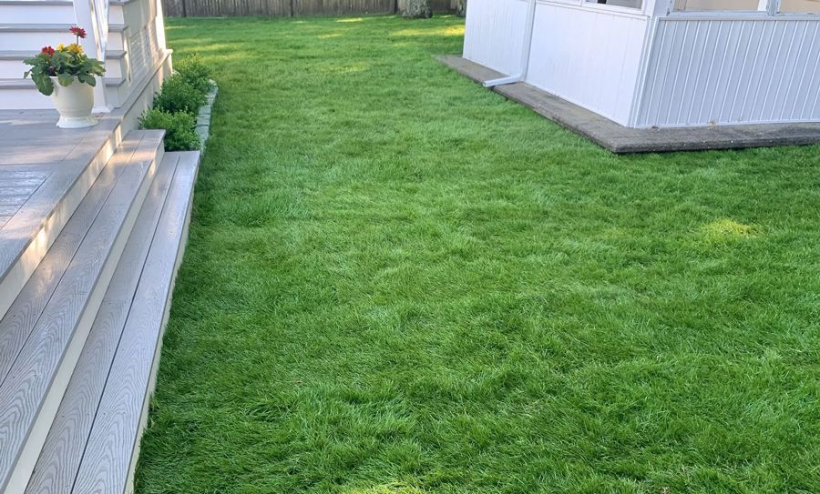 Newly installed lawn