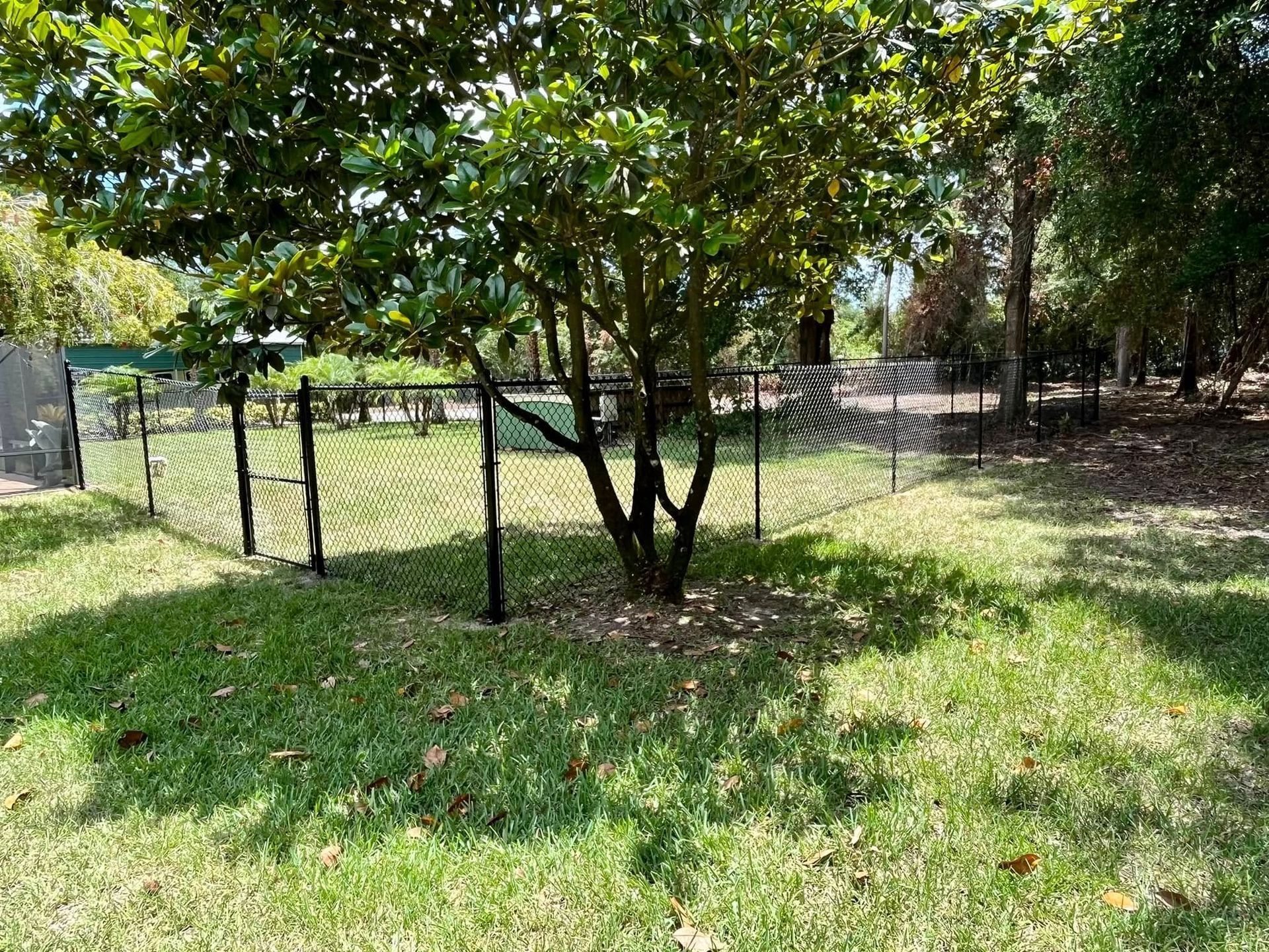 Tree surrounded by a black fence on a grassy lawn; sunny outdoors.