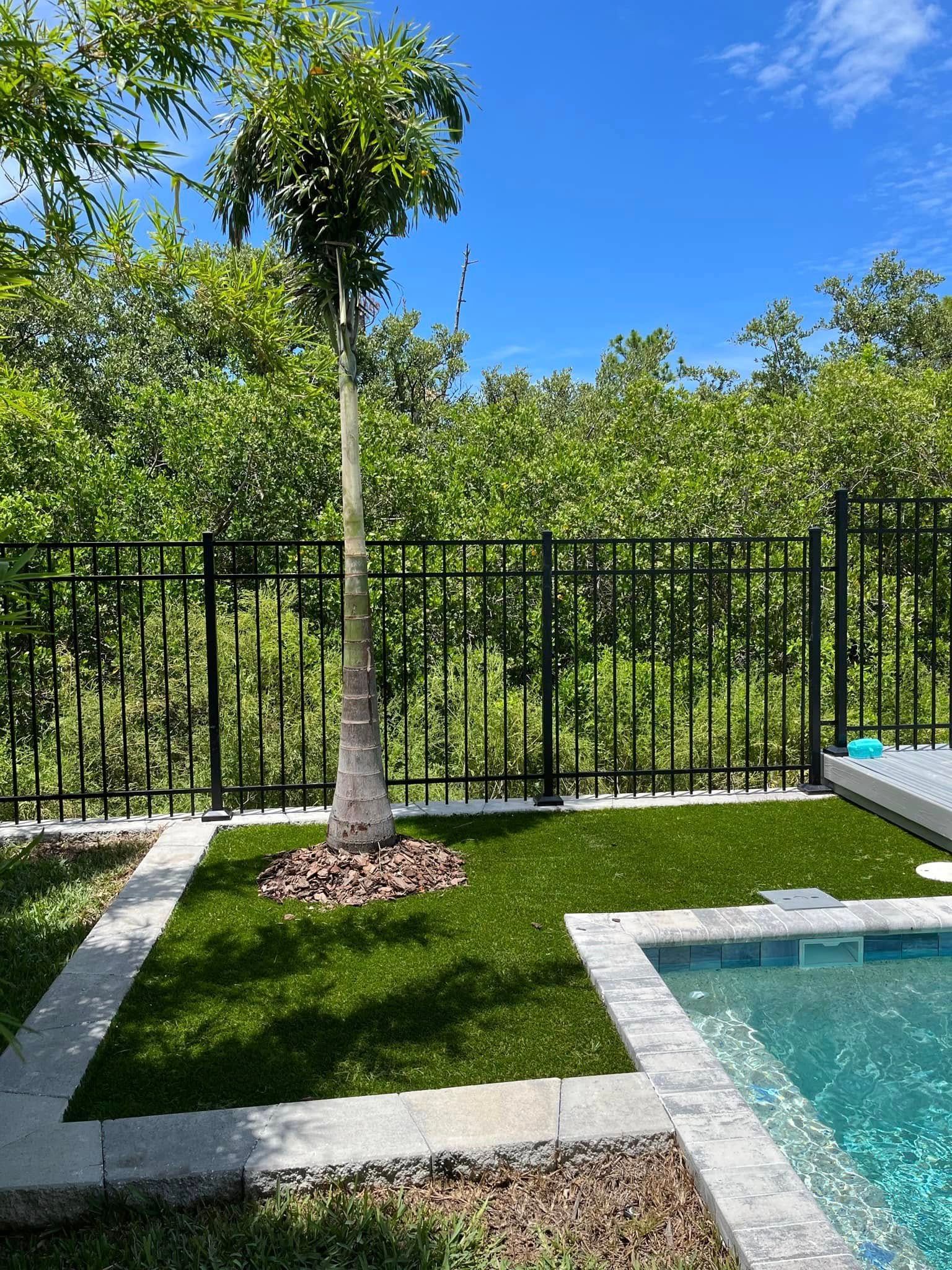 Palm tree in a yard with a pool, black fence, and greenery under a blue sky.