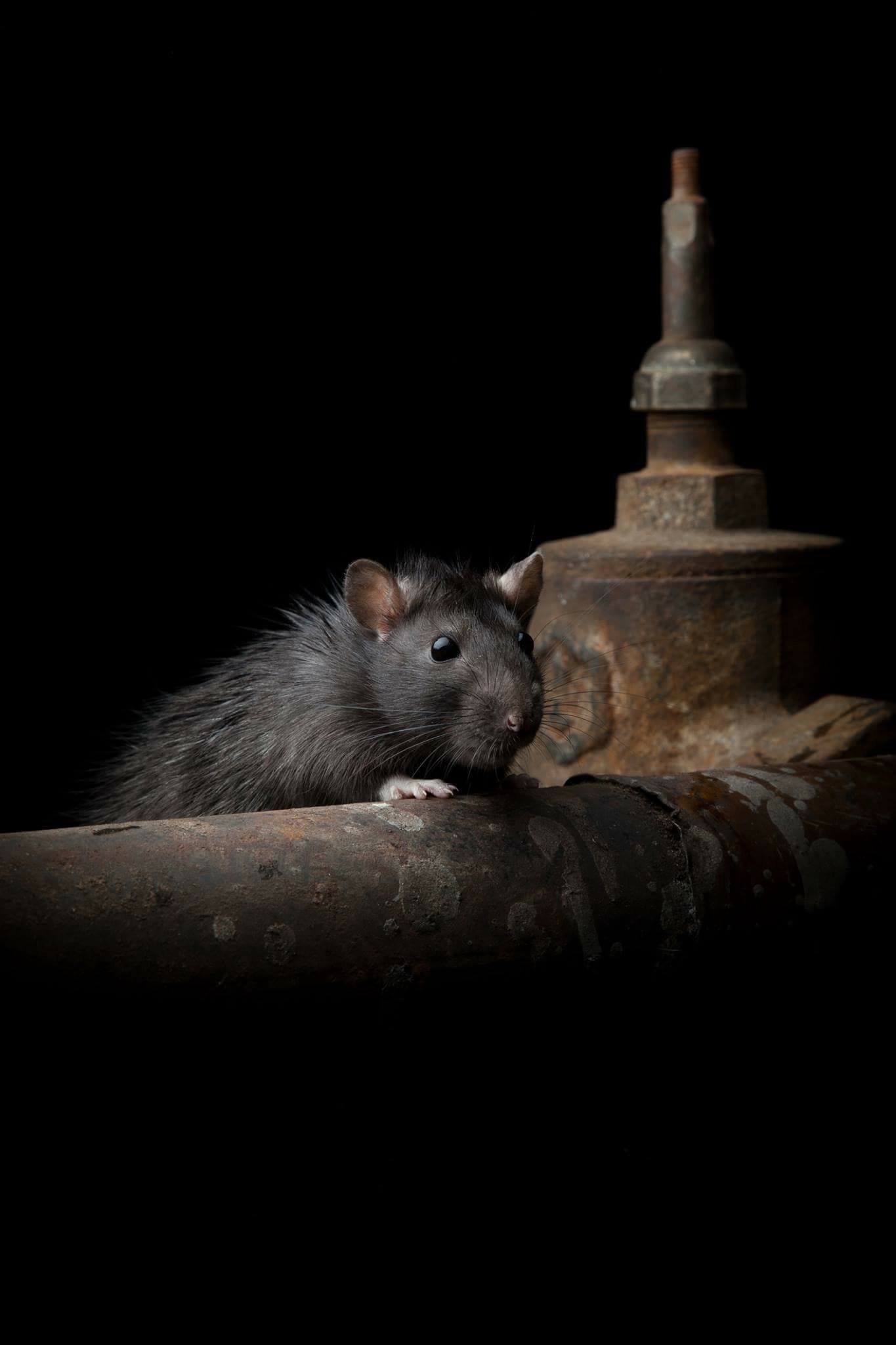 Rodent