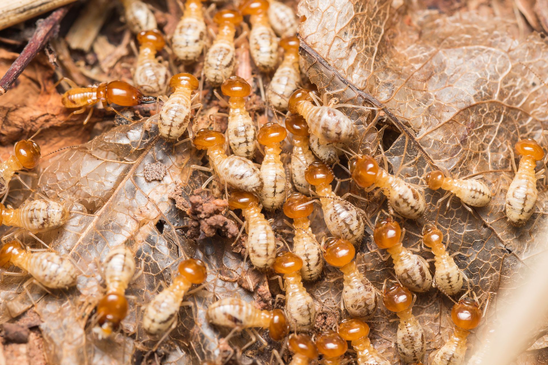 pest control company