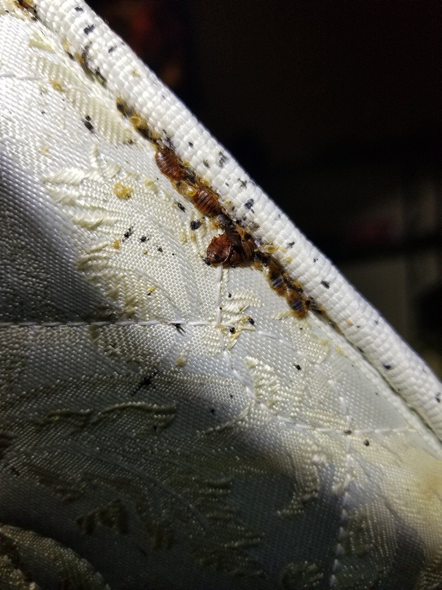 Bed Bugs