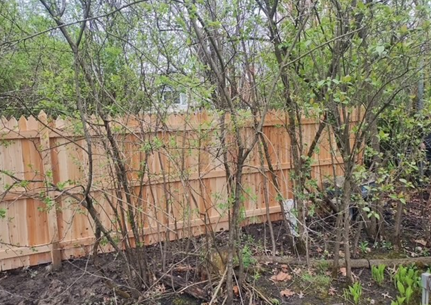 A wooden fence is surrounded by trees in a backyard.