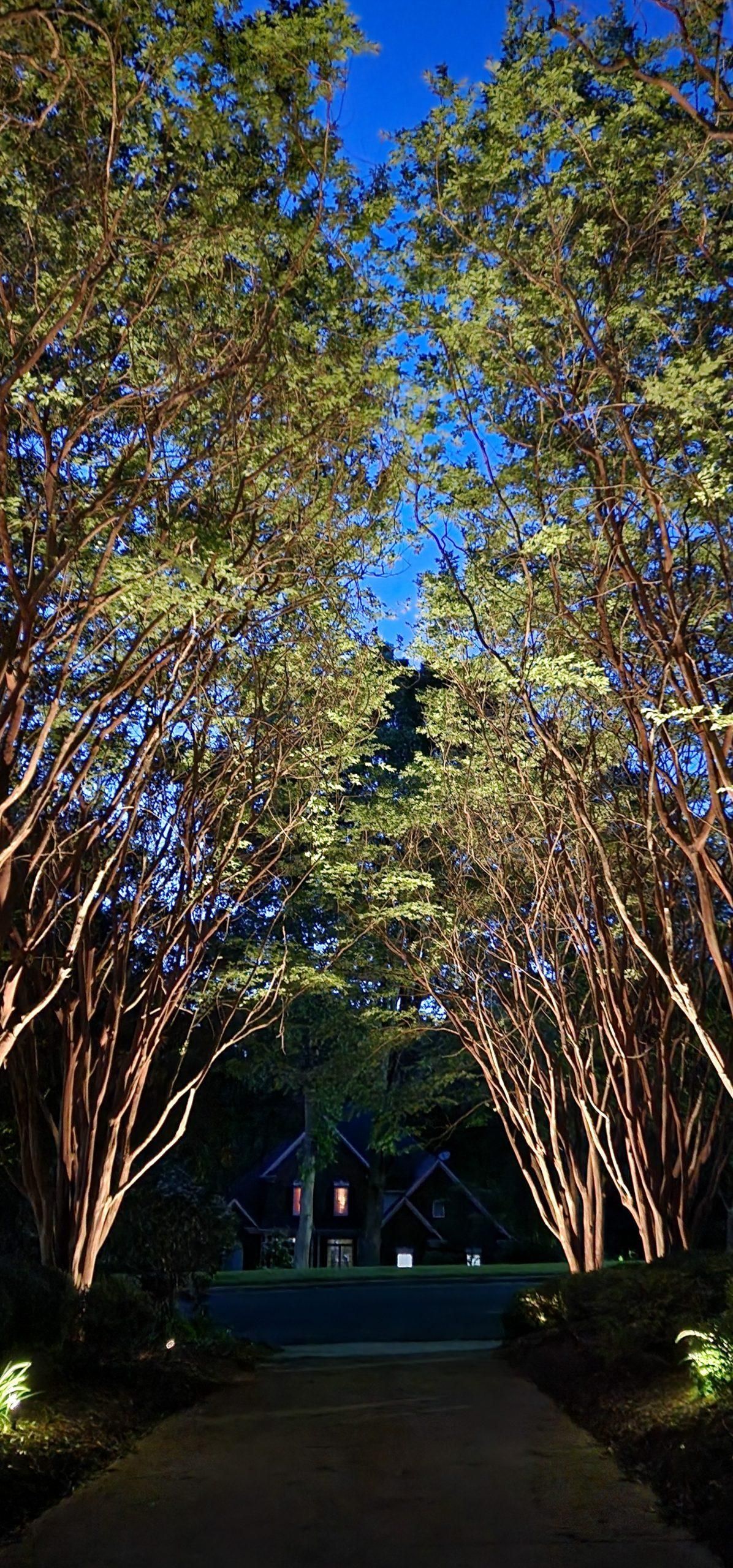 Pathway lined with illuminated trees, leading to a dark building against a blue twilight sky.