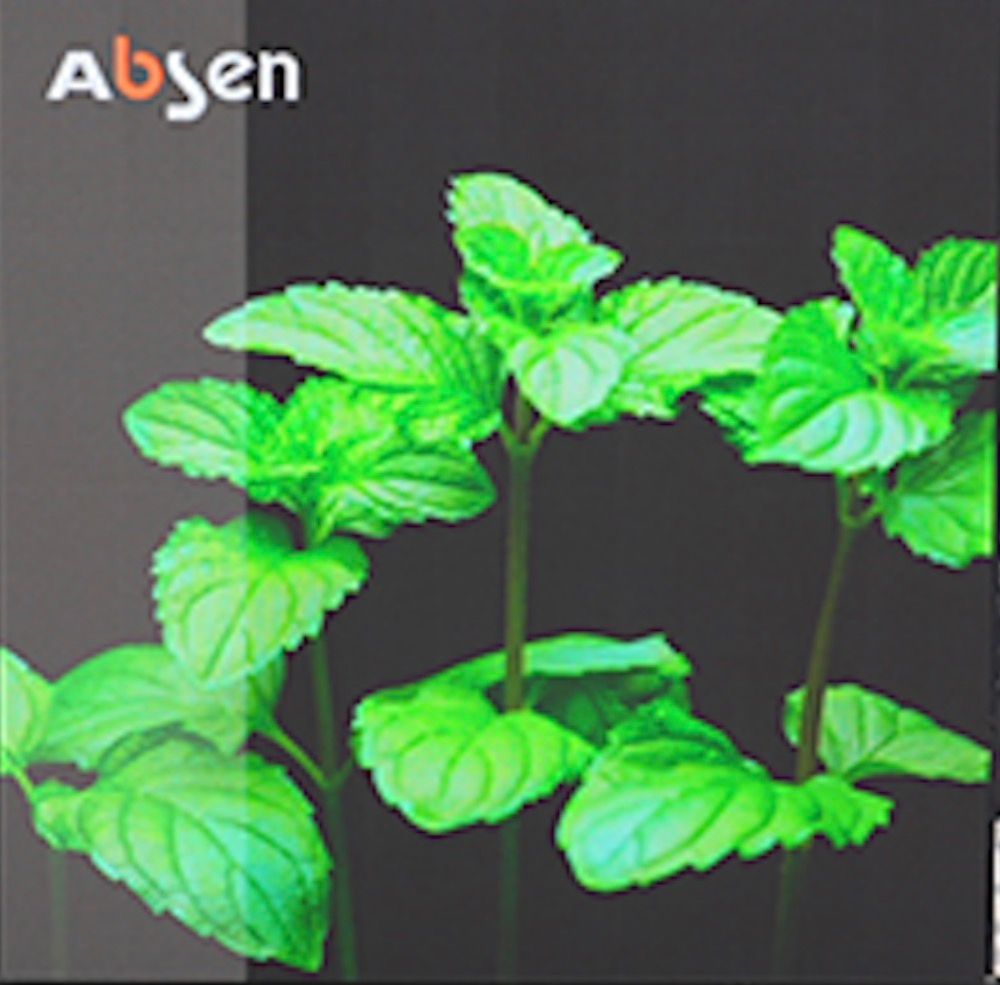 Bright green potted plant with broad leaves against a dark background