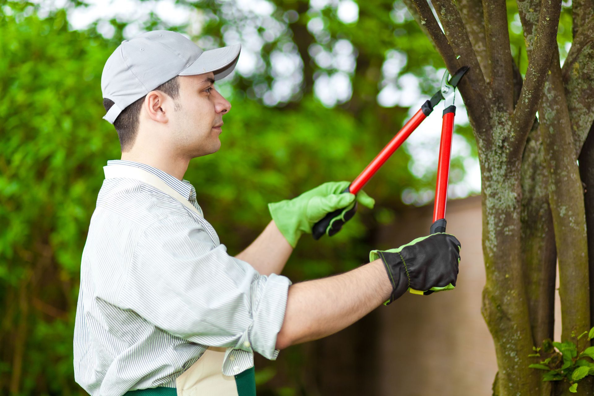 How Tree Services Support Carbon Reduction and Sustainable Landscapes