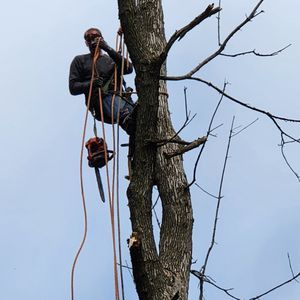 A man is climbing a tree with a chainsaw.