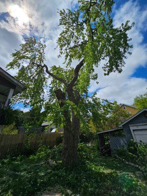 A large tree is sitting in the middle of a yard in front of a house.