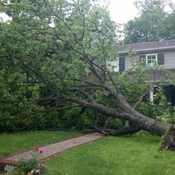 A large tree is fallen in front of a house.