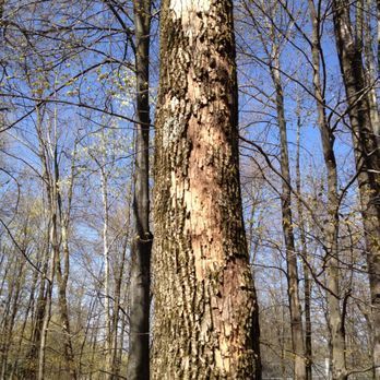 A tree in the middle of a forest with a blue sky in the background.