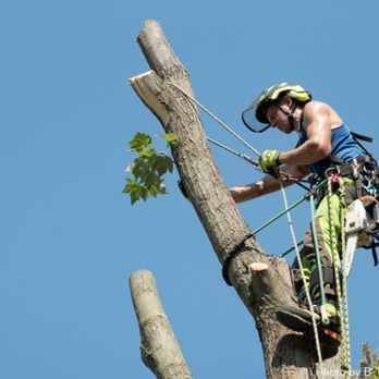 A man is cutting a tree with a chainsaw