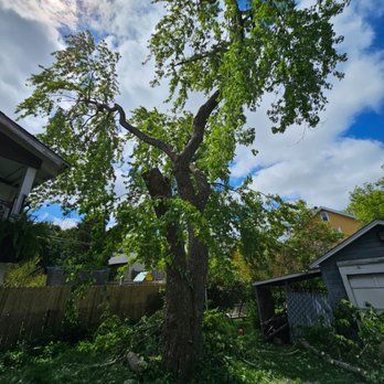 A tree that has been cut down in front of a house.