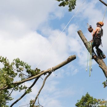 A man is climbing a tree with a rope attached to him