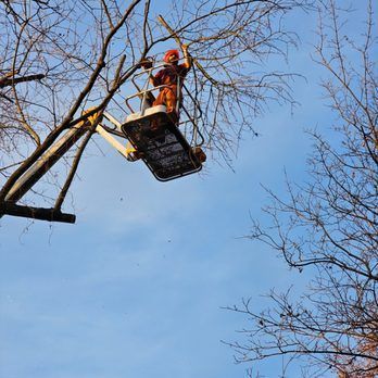 A man in a bucket is cutting a tree branch.