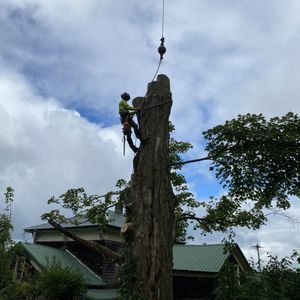 A man is climbing a tree with a crane in front of a house.