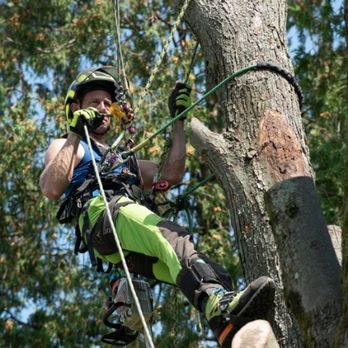 A man is climbing a tree with a rope.