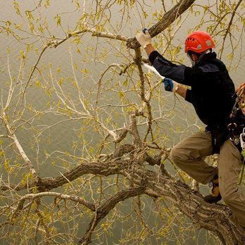 A man in a helmet is cutting a tree branch with a saw.