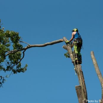 A man is climbing a tree with a blue sky in the background