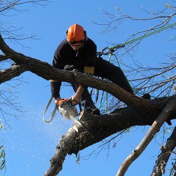 A man is cutting a tree branch with a chainsaw.