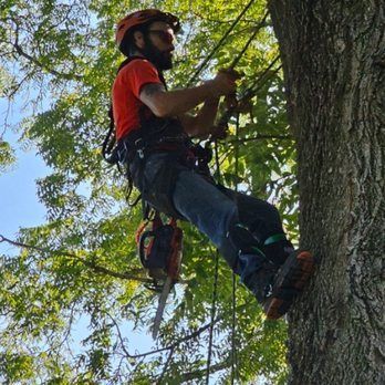 A man is climbing a tree with a chainsaw.