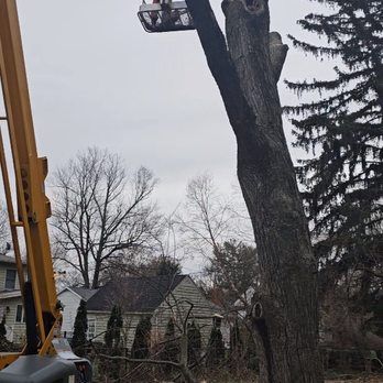 A large tree is being cut down by a crane.