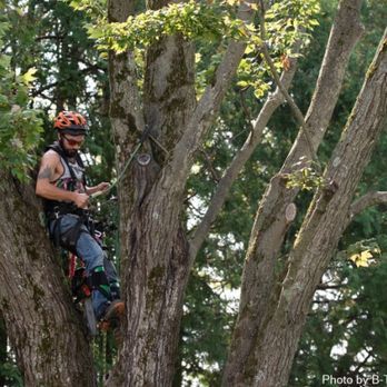 A man wearing a helmet is climbing a tree