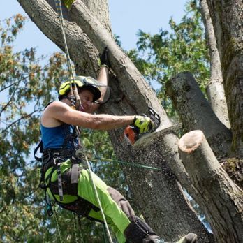 A man is cutting a tree branch with a chainsaw.