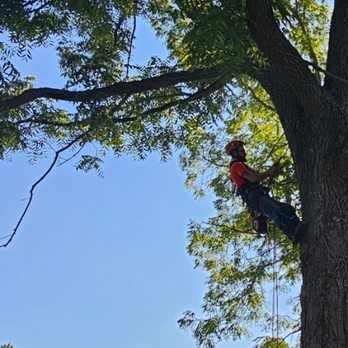 A man is climbing a tree with a chainsaw.