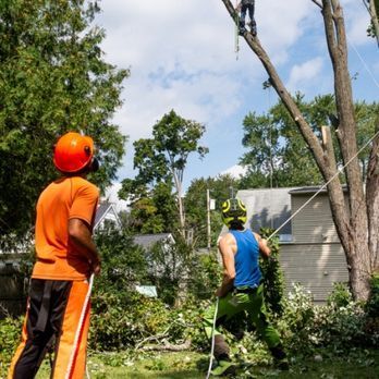 A man is cutting down a tree with a chainsaw while another man watches.