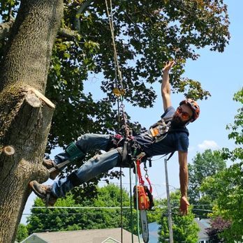 A man is climbing a tree with a chainsaw.
