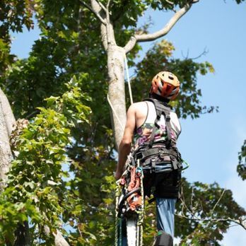 A man is climbing a tree with a helmet on.