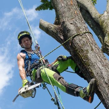A man is hanging from a tree holding a chainsaw