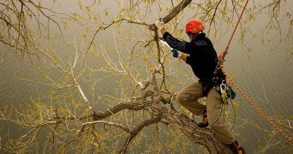 A man is climbing a tree branch with a rope.